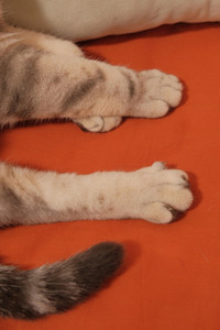 lulu-paws.jpg